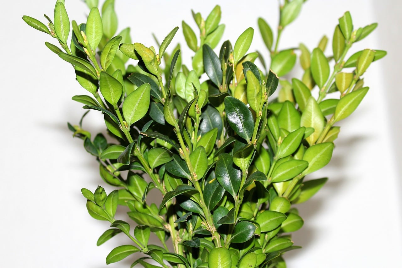 best fungicide for boxwood blight