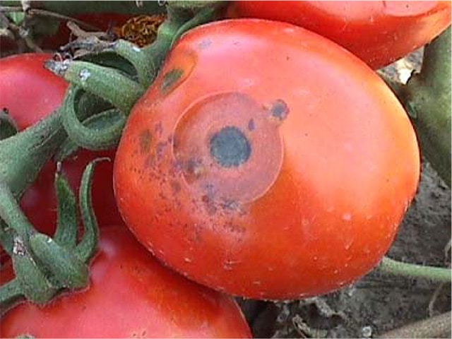 best fungicide for tomatoes
