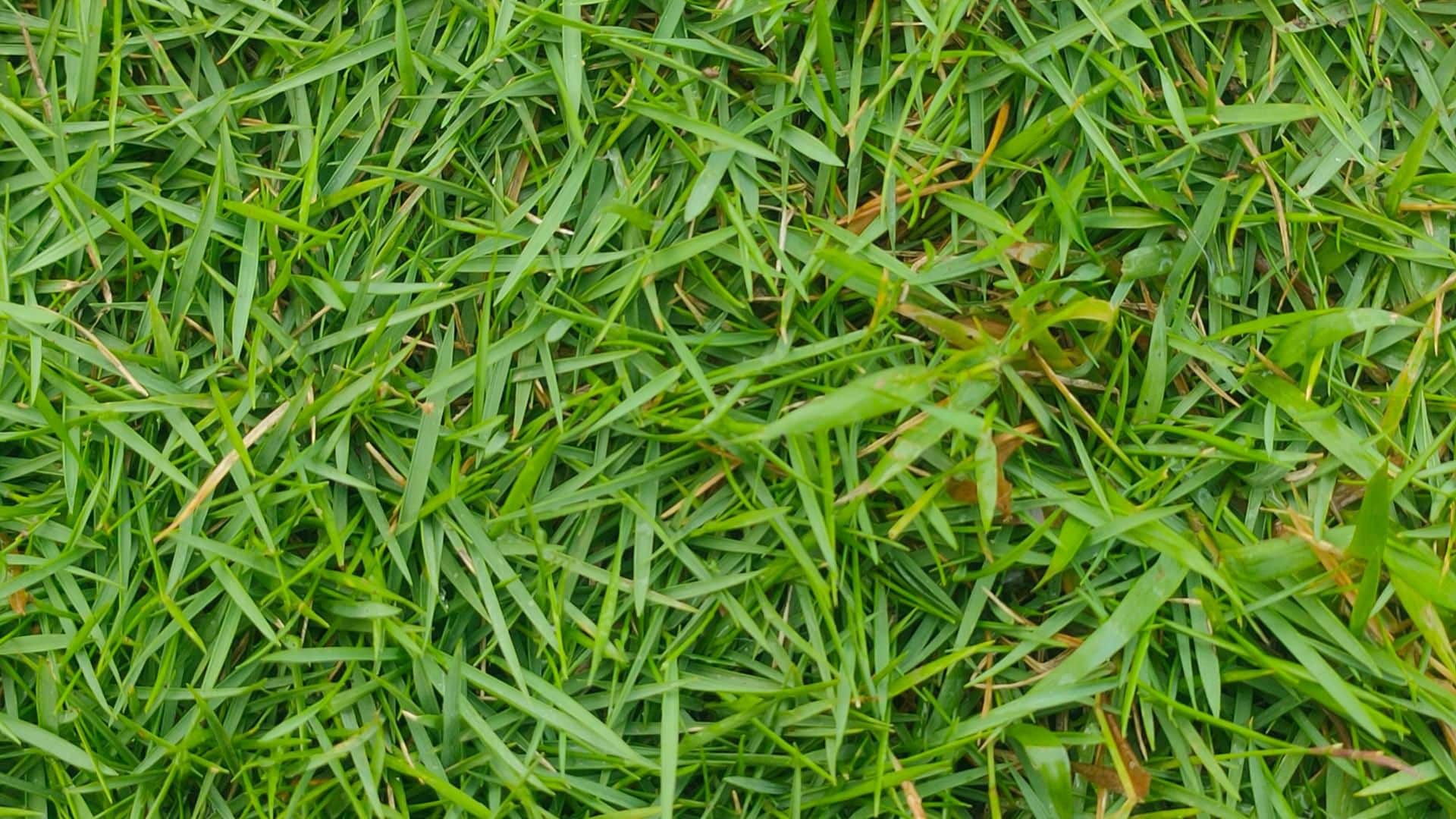 best fungicide for zoysia grass
