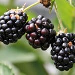 best fungicide for blackberries