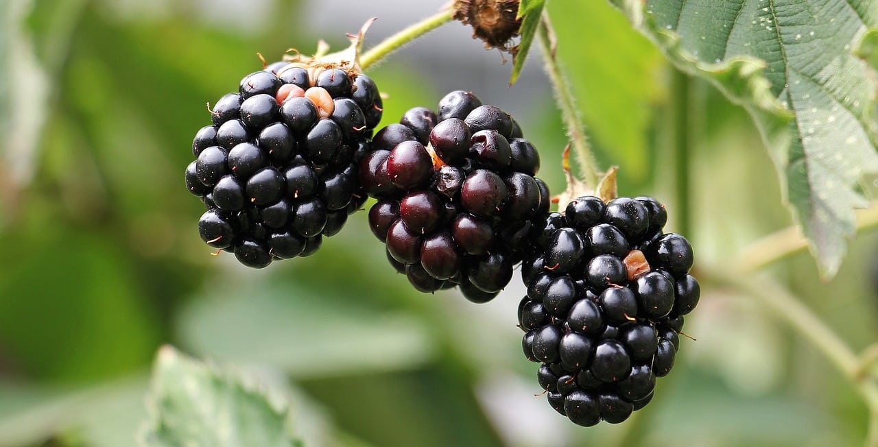 best fungicide for blackberries