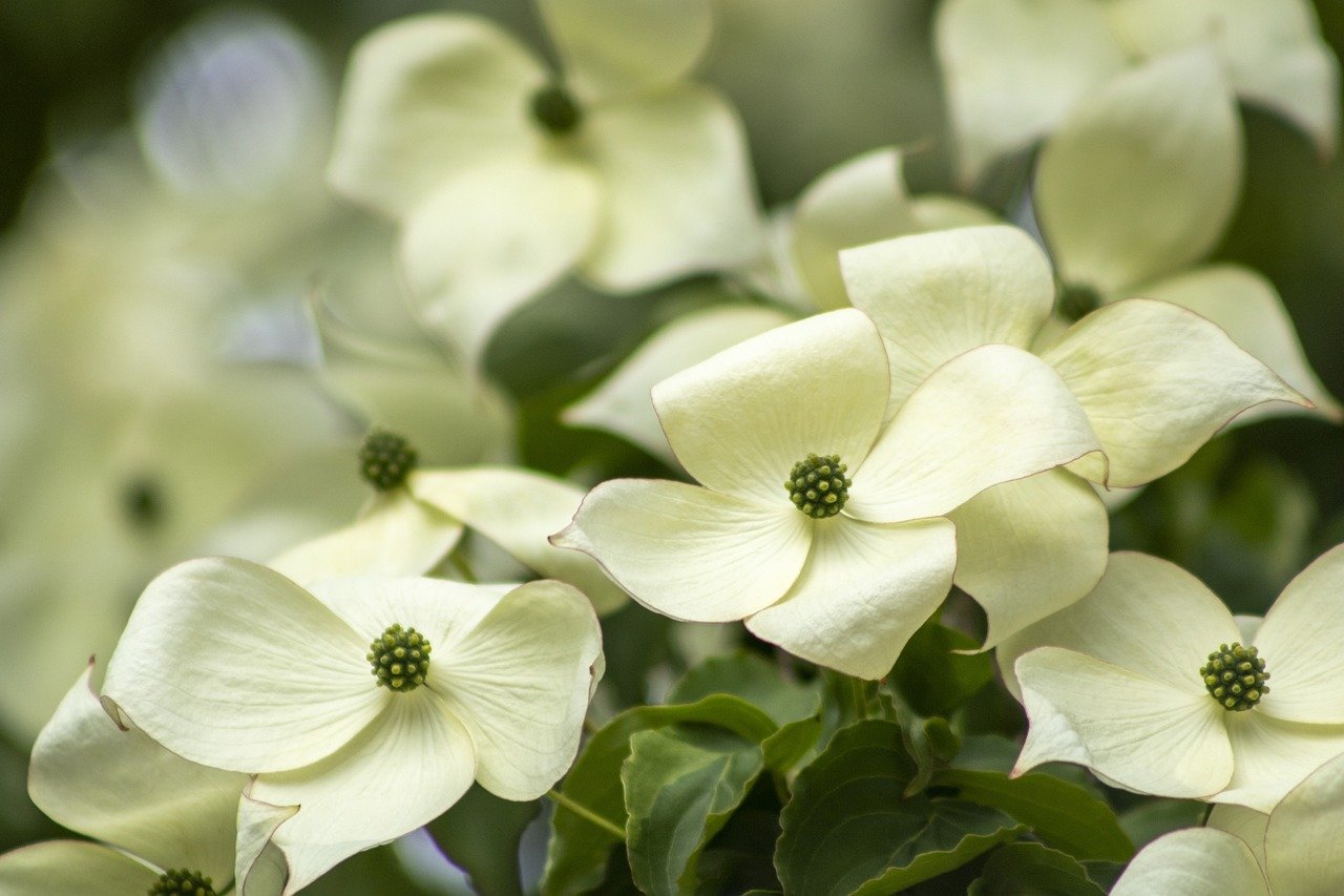 best fungicide for dogwood trees