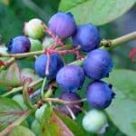 best fungicide for blueberries