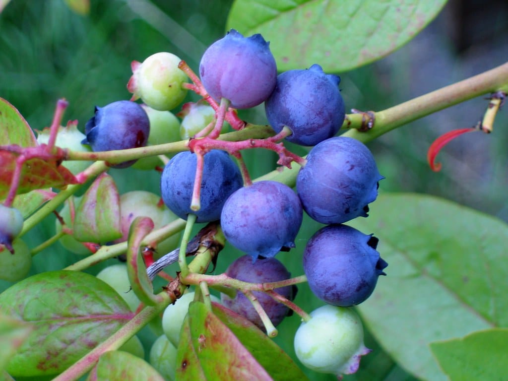 The Best Fungicide for Blueberries: Protecting Your Crop