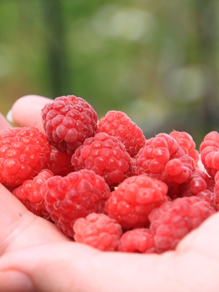 best fungicide for raspberries