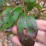 plant fungus infection