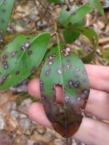 plant fungus infection